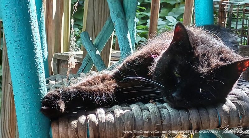 black cat on turquoise rocker
