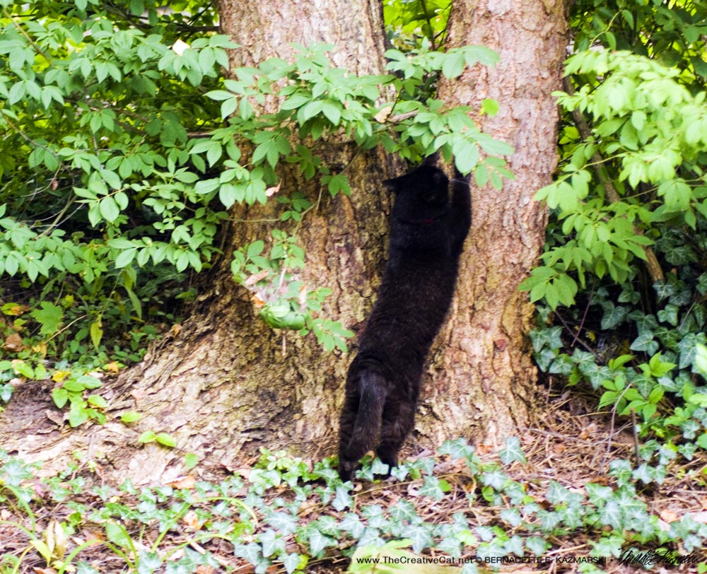 black cat scratching tree