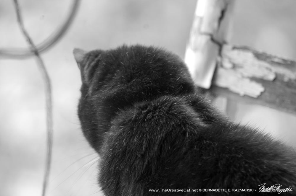 black and white photo of black cat