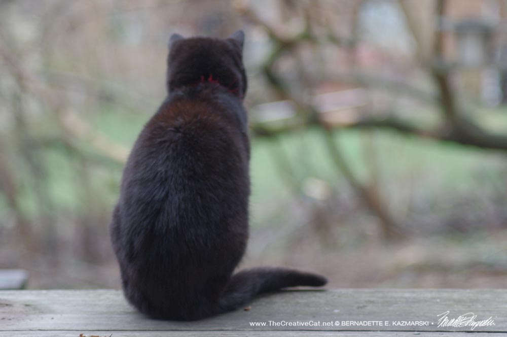 black cat watching the rain