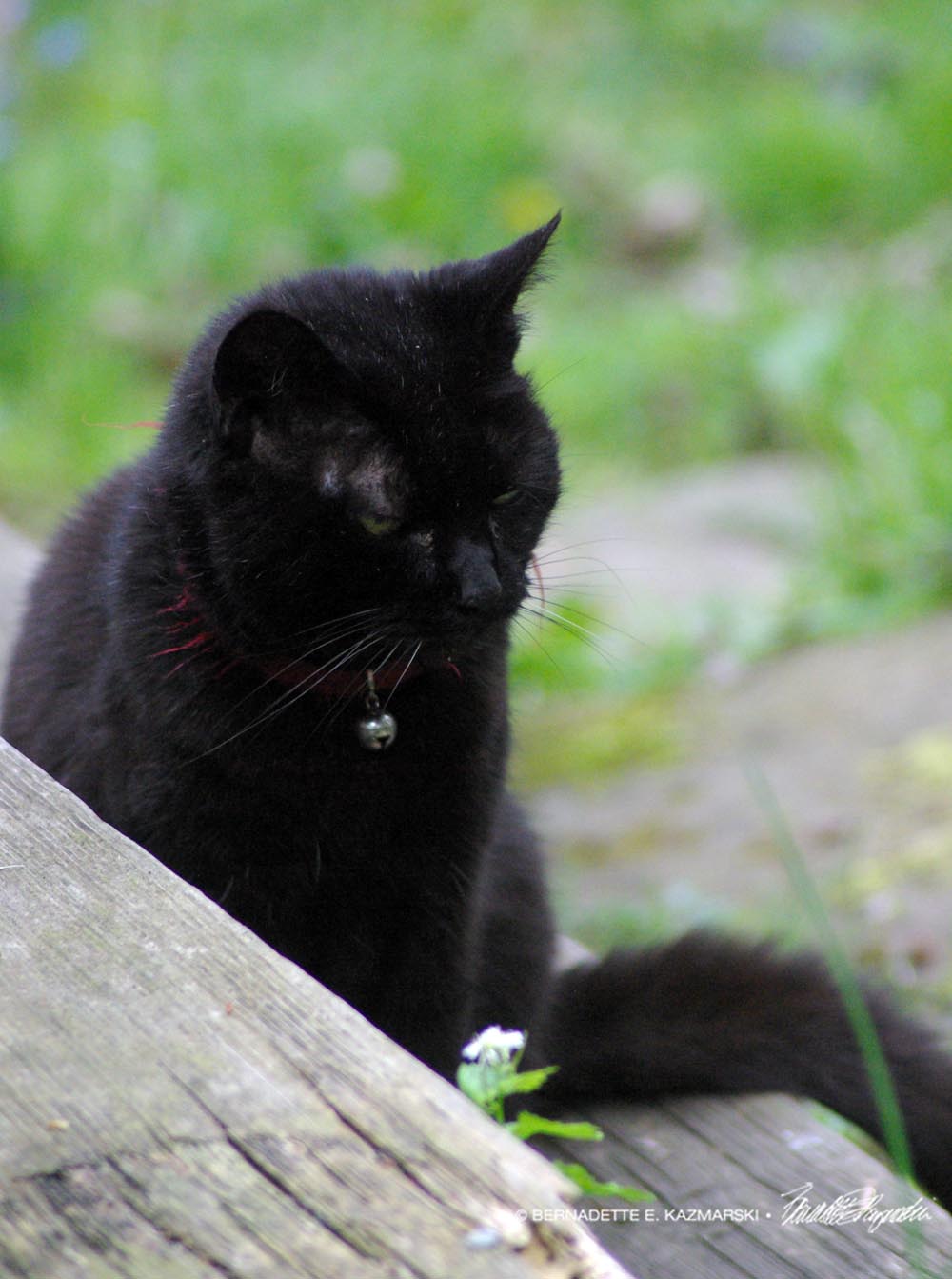 black cat outside