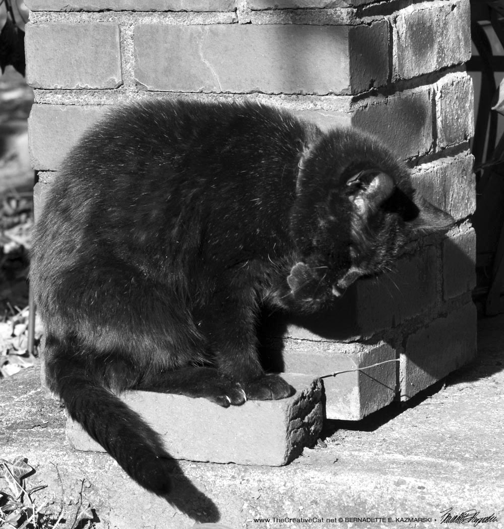 black cat bathing