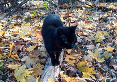 black cat on tree