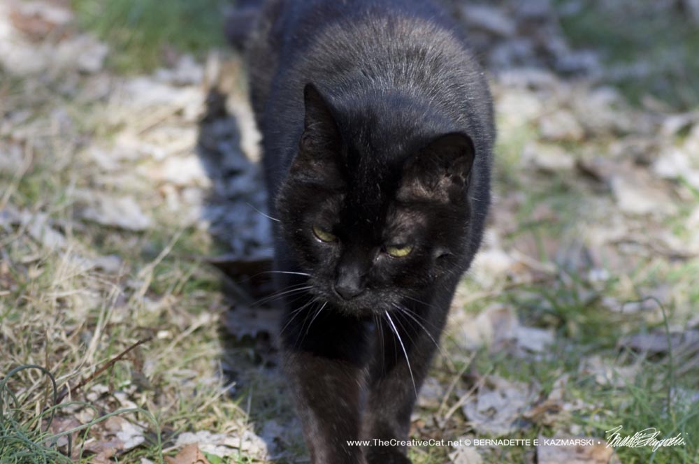 Black cat walking