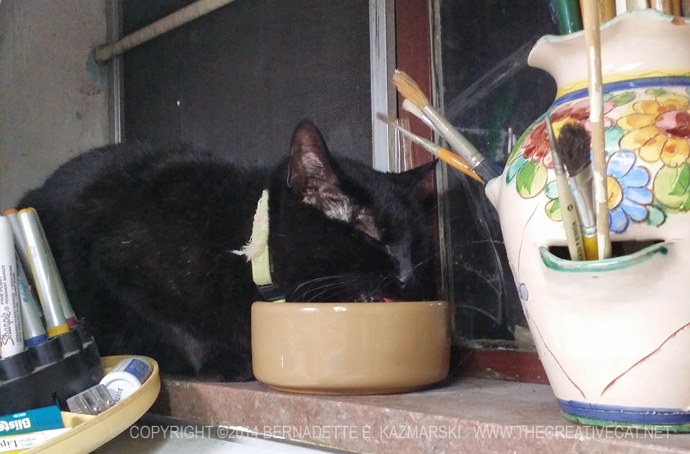 black cat drinking from bowl