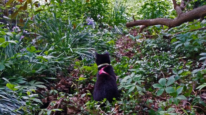 Mimi in the woodland garden
