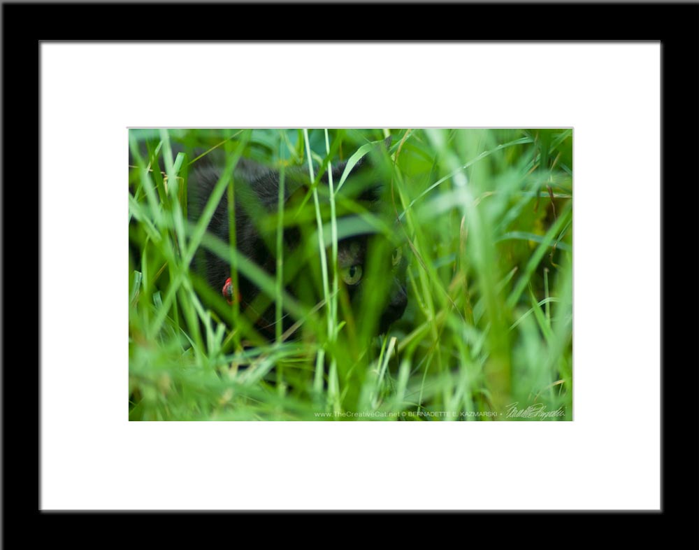 The Huntress: Intent, framed photo.