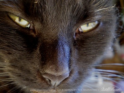 close up of black cat