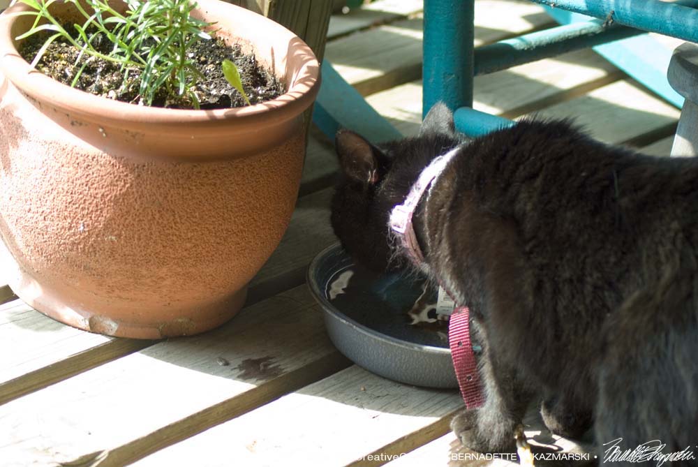 Mimi drinks from her water bowl, carefully moved to the shade.