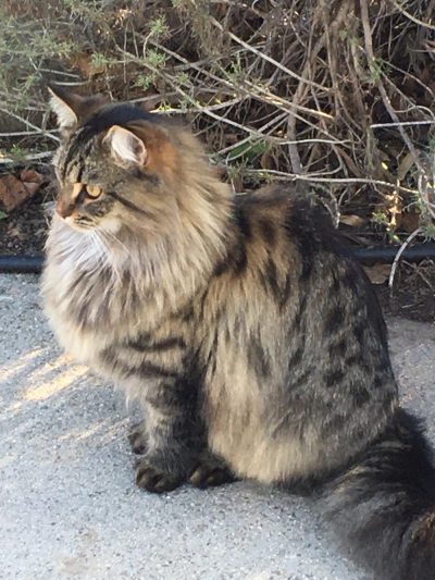 long-haired tabby cat