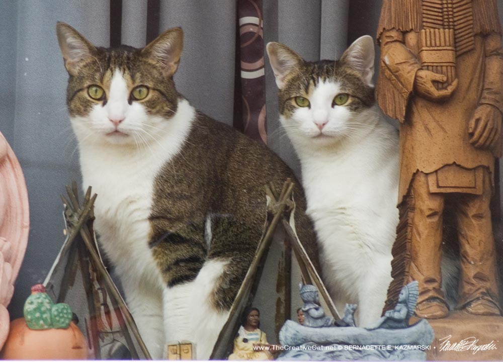 tabby and white cats