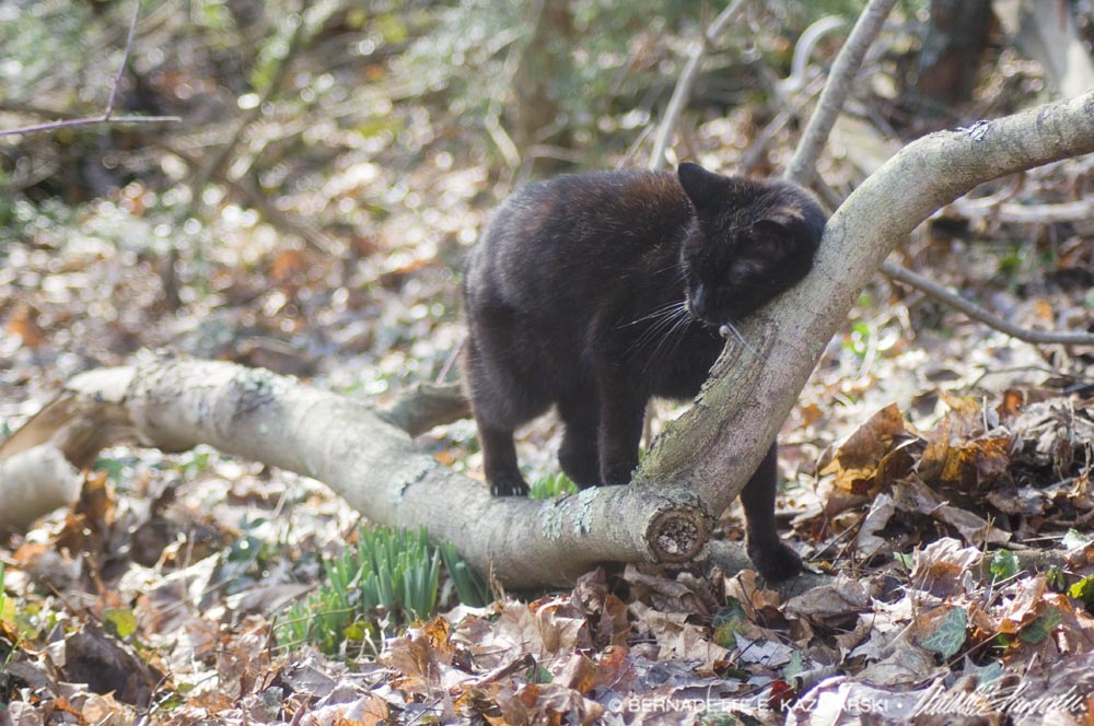 black cat on branch
