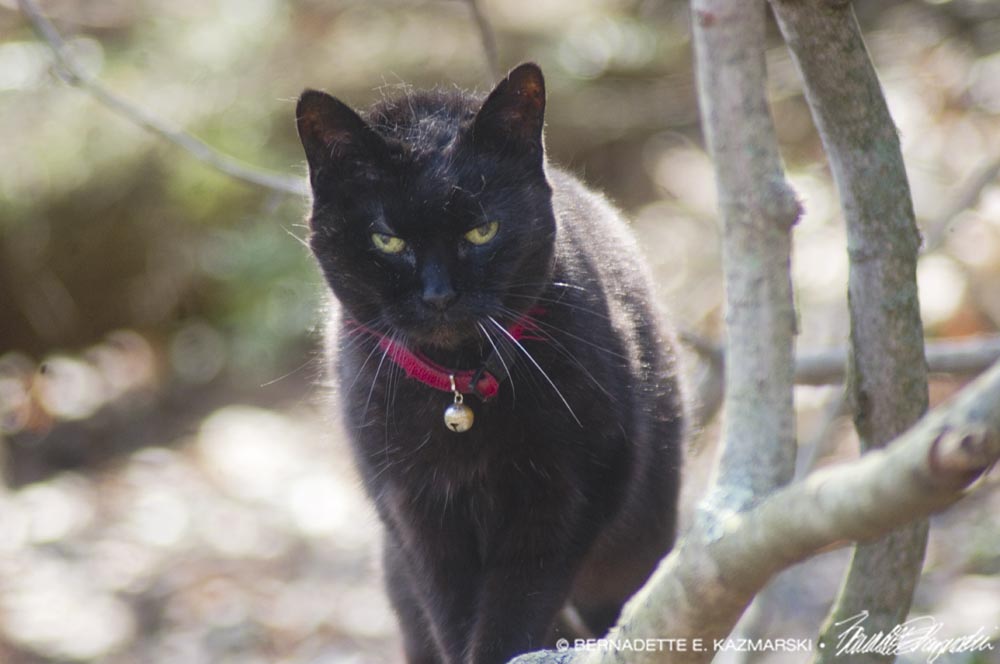 black cat on branch