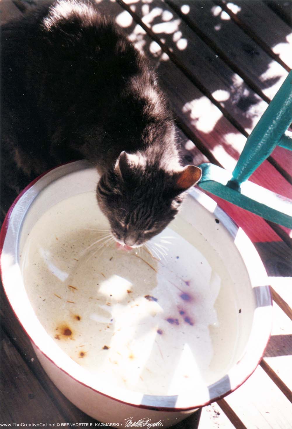 Moses drinks from the water bowl on the deck.