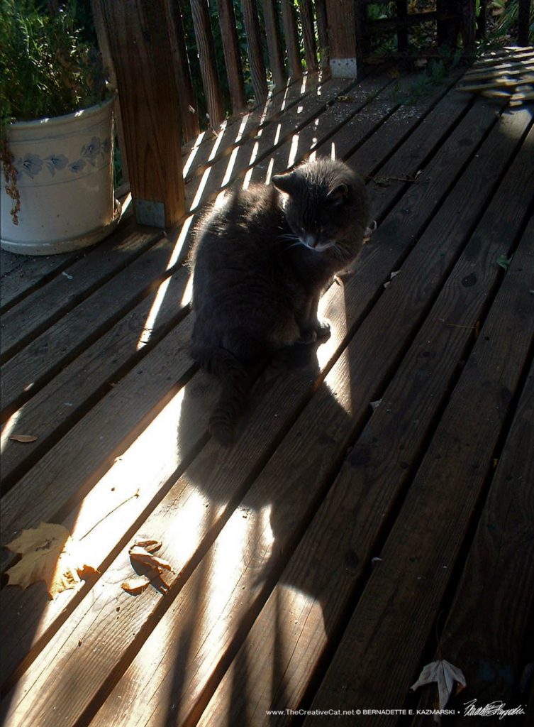 gray cat in sunshine