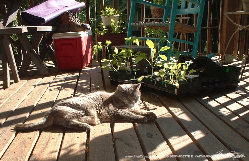 gray cat with plants