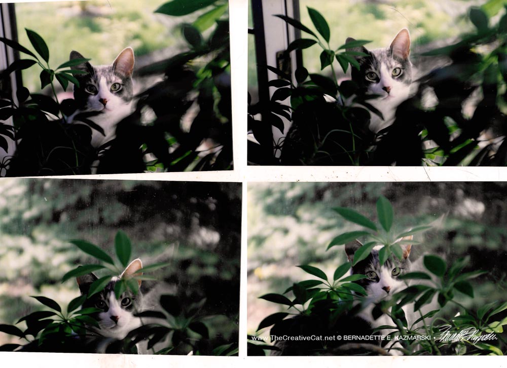 gray and white cat behind plant