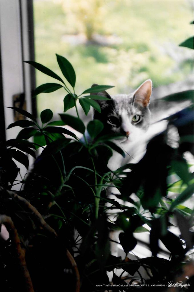 gray and white cat behind plant