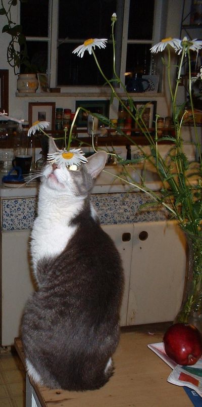 cat looking at daisy