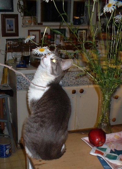 cat looking at daisy