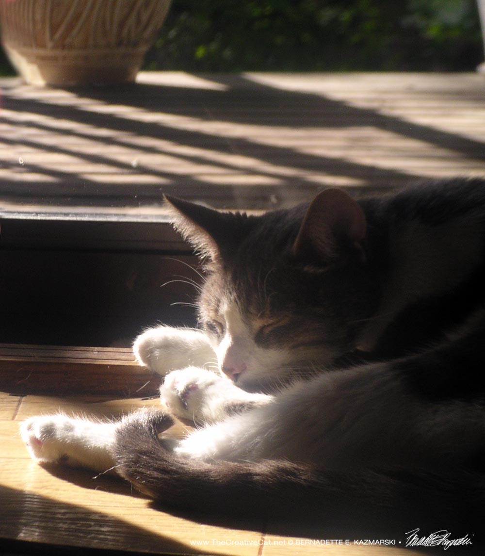 cat sleeping in sun