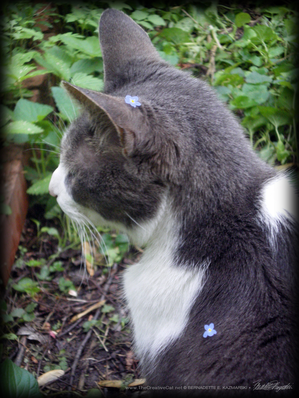 Namir with forget-me-nots.