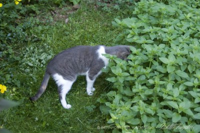 cat looking into mint plants
