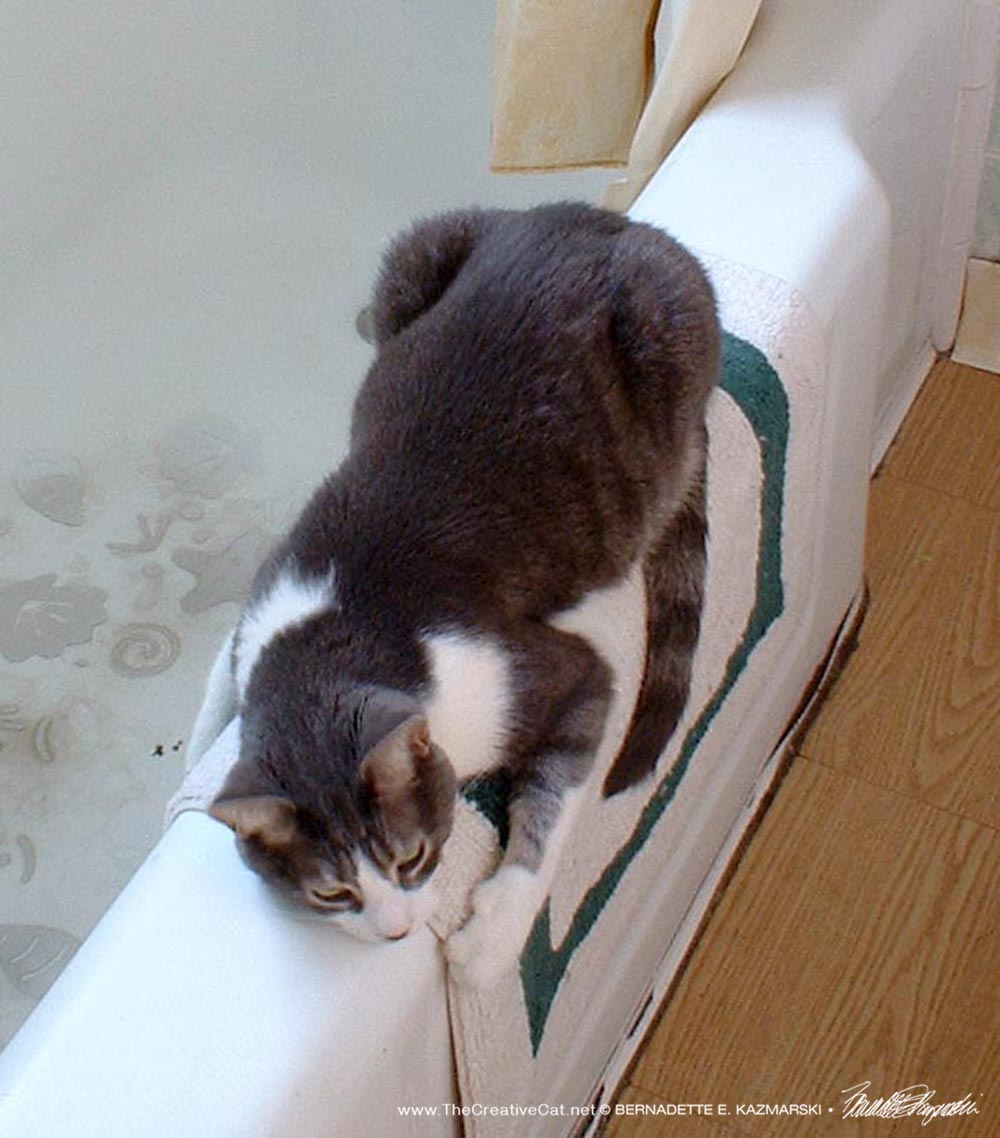 gray and white cat on tub