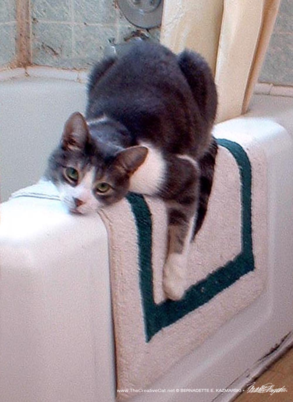 gray and white cat on tub