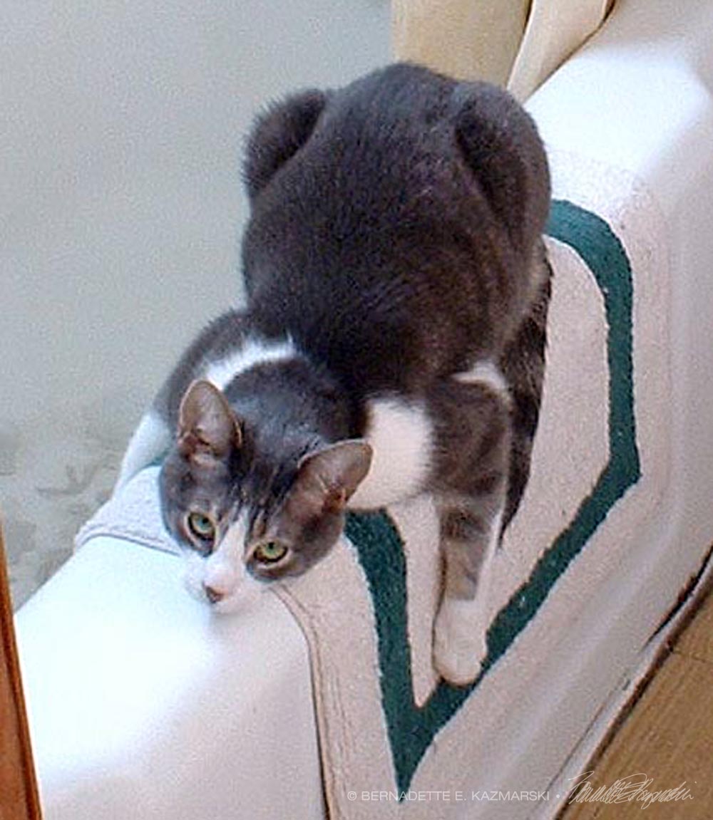 gray and white cat on tub.