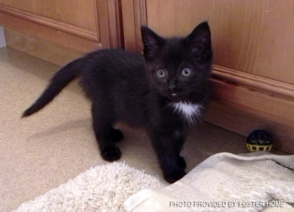black kitten with white spot