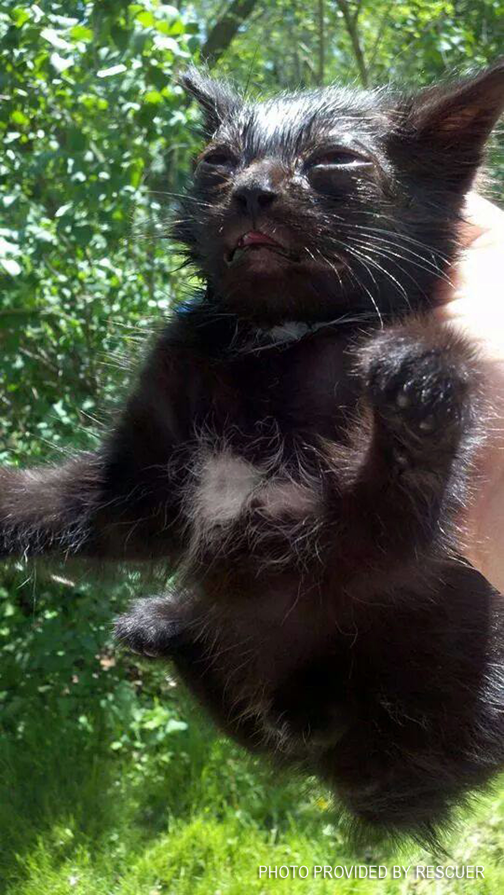 black kitten with infected eyes