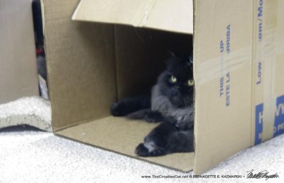 black persian cat in box