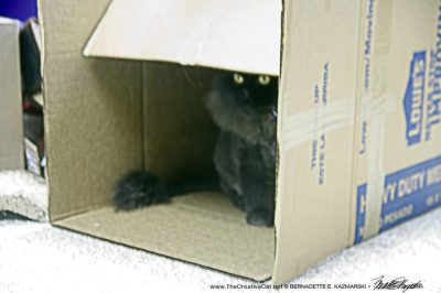 black persian cat in box