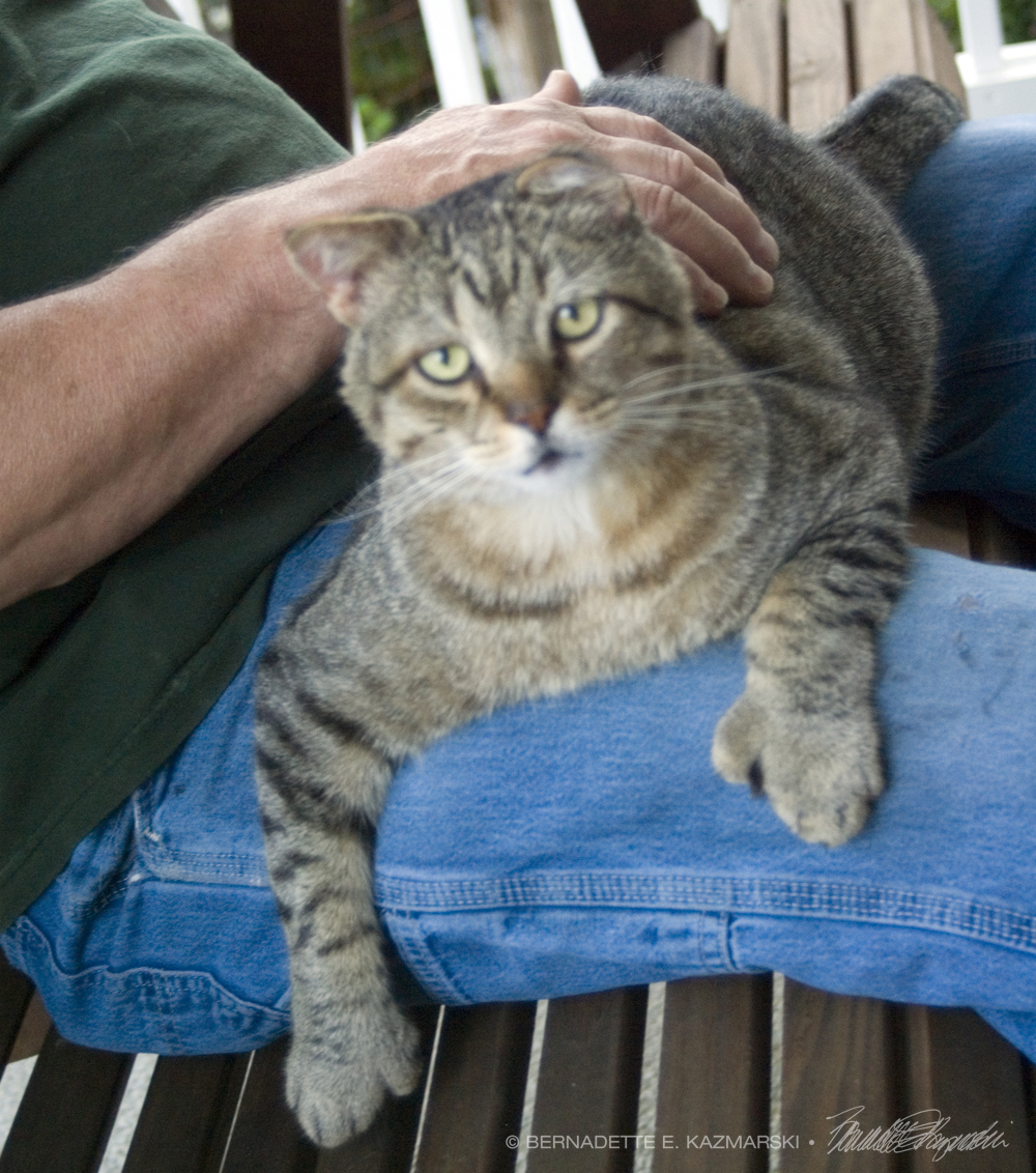 tabby cat on lap