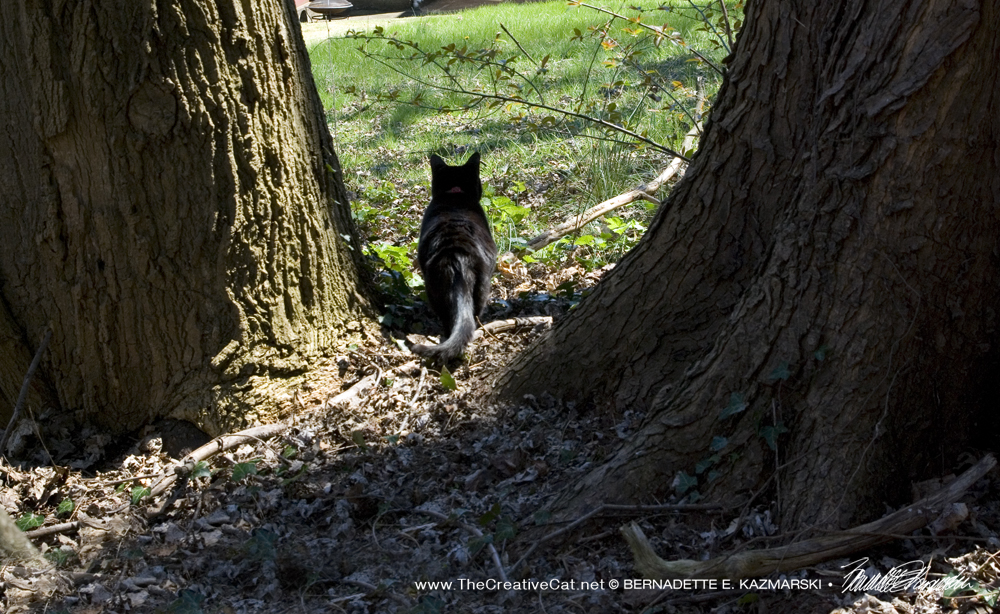 Mimi leads me through the trees.