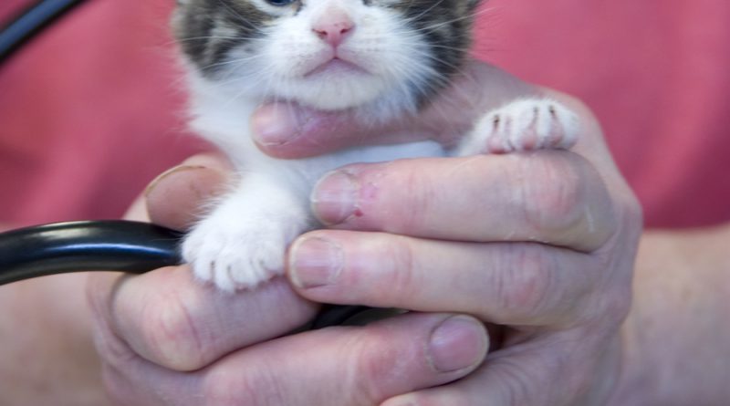 Kitty O gets her tiny kitten heart and lungs checked with a big kitty stethoscope.