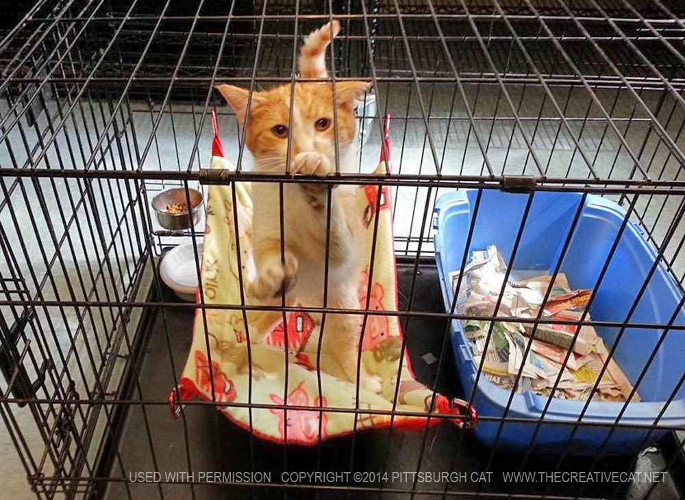 orange cat in cage