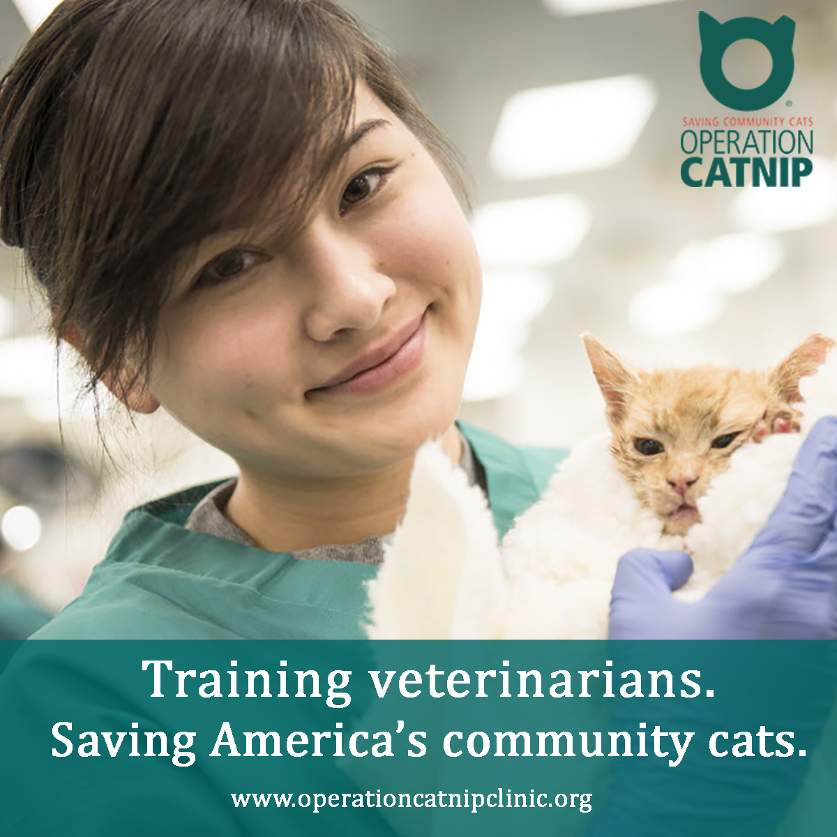 Training veterinarians to save America's community cats, courtesy Operation Catnip.
