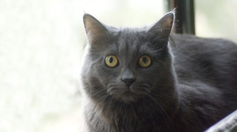gray cat on windowsill