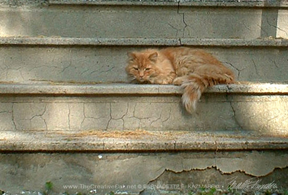 orange cat on steps