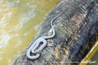 water snake on log