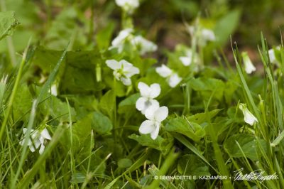 sweet white violets