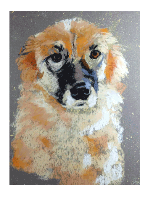 portrait of shepherd dog