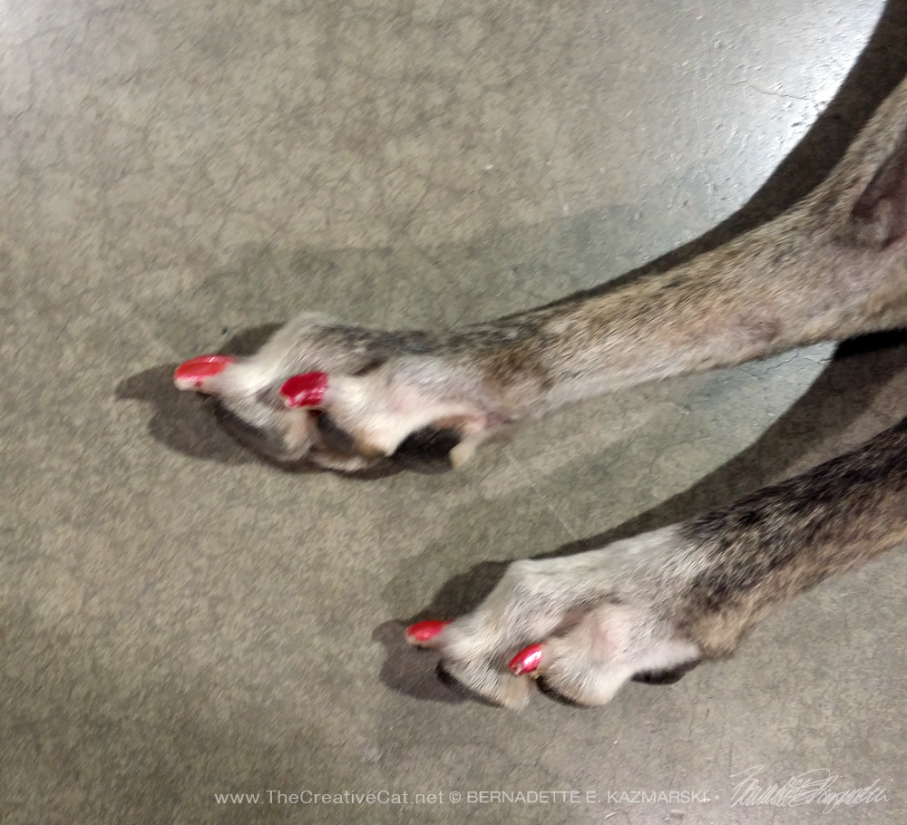 painted toenails on dog