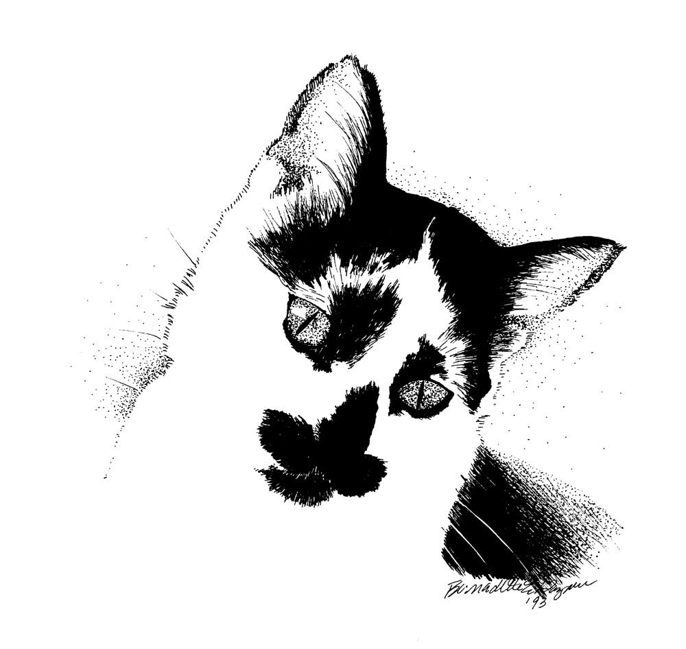 black and white cat ink drawing