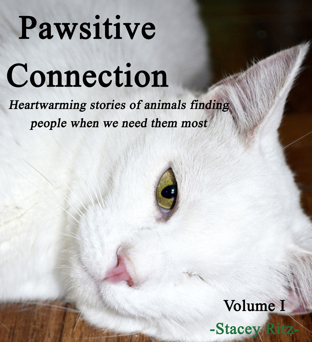 PawsitiveConnectionCATcover_edited-1