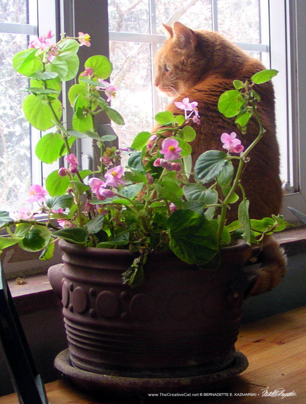 Mr. Peach with Begonias.