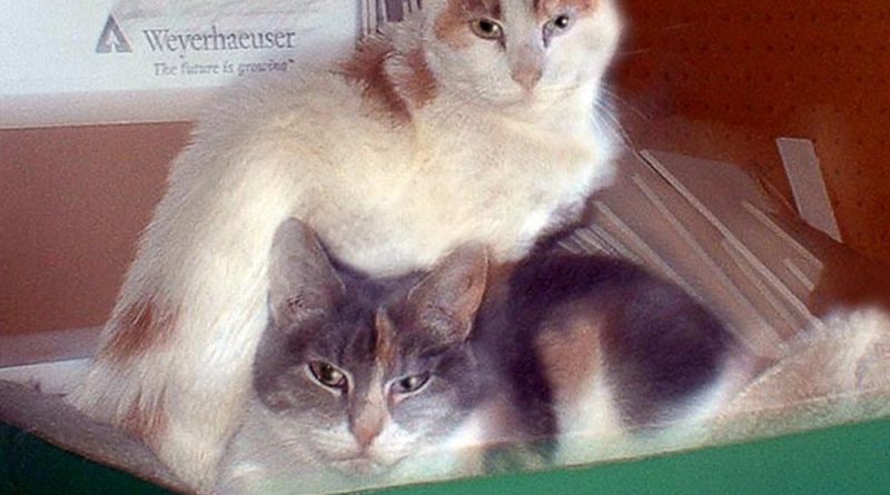calico cats in box