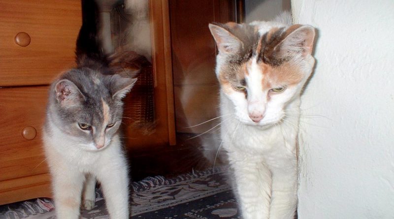 two calico cats